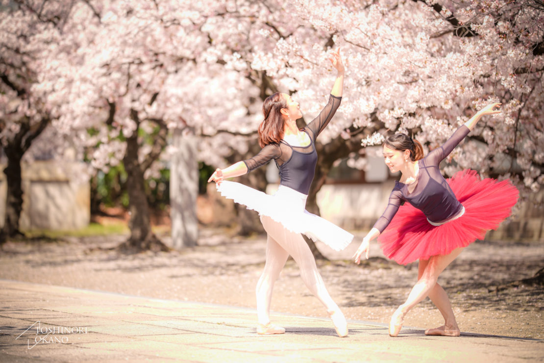 photo 52 Cherry blossom and ballet