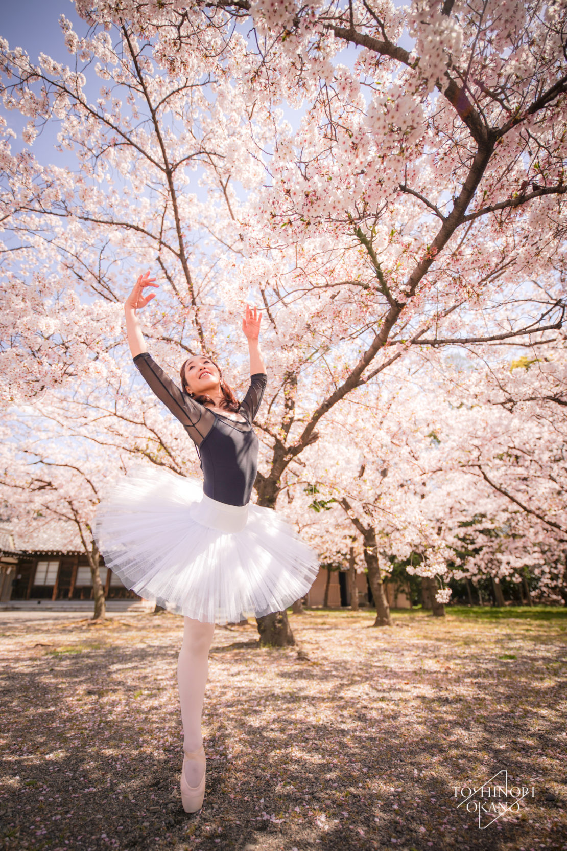 photo 48 Cherry blossom and ballet