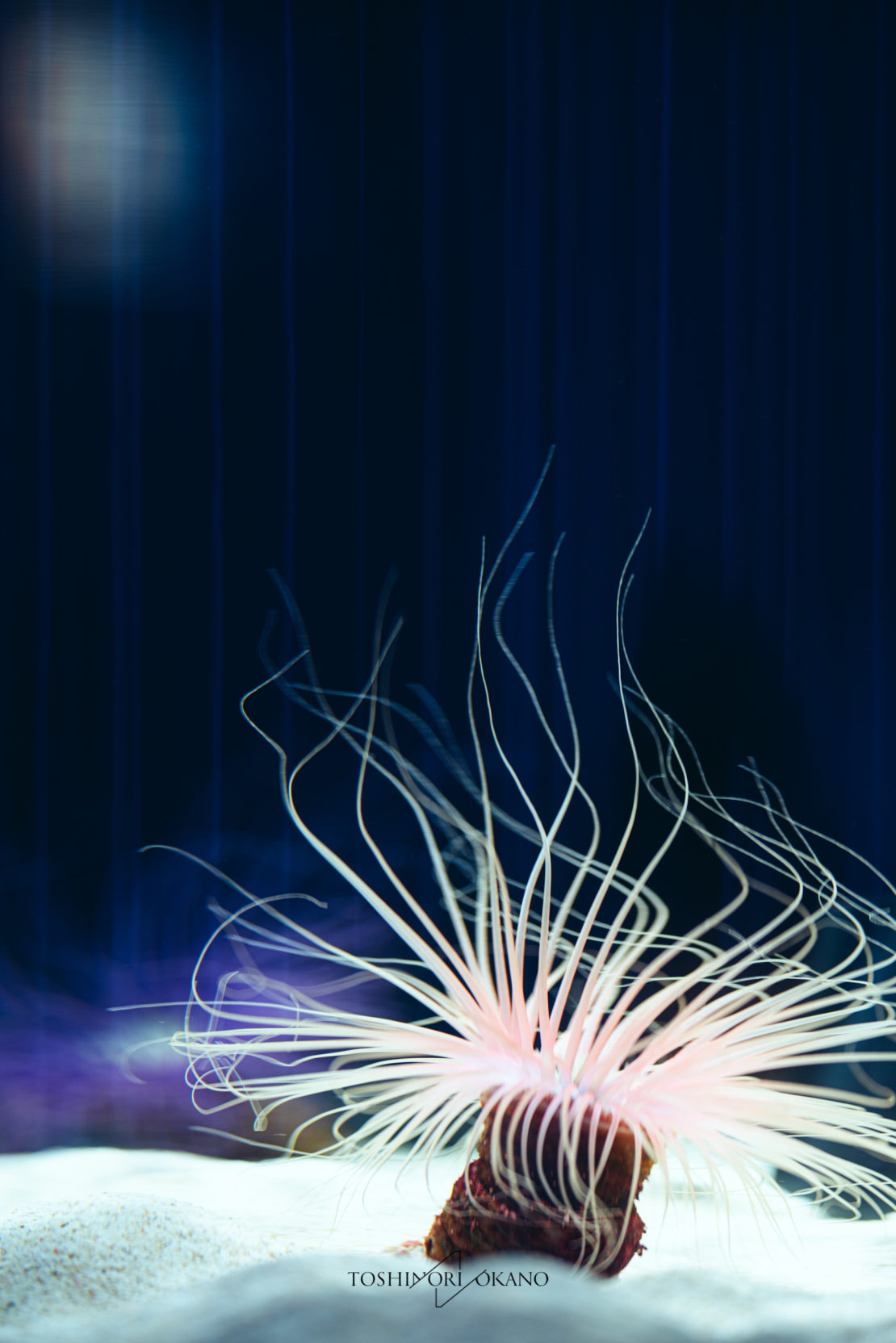 photo 38 sea anemone